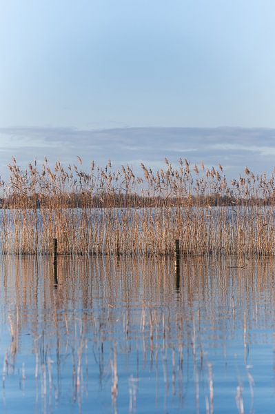 Spiegelndes Schilf auf Loosdrecht von Danielle Bosschaart