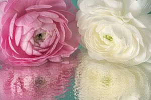 Frühlingsgefühle: Zwei pastellfarbene Blumen spiegeln sich im Wasser