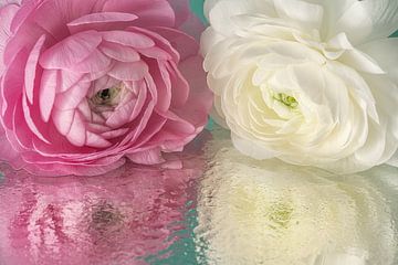 Frühlingsgefühle: Zwei pastellfarbene Blumen spiegeln sich im Wasser von Marjolijn van den Berg