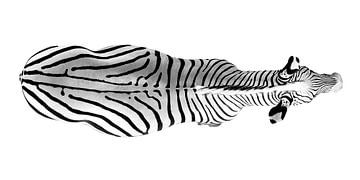 Zebra negatief van Eva Sträter