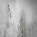blade of grass, Gilbert Claes by 1x thumbnail