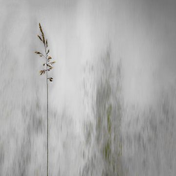 blade of grass, Gilbert Claes by 1x