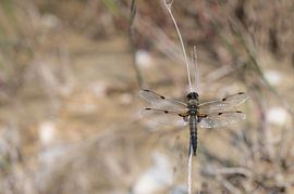 Libelle met vier vlekken van Ulrike Leone