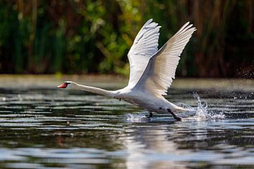 Schwan in Donaudelta von Roland Brack