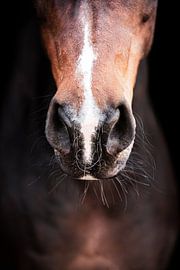 Fine-art by Desiree de Vries