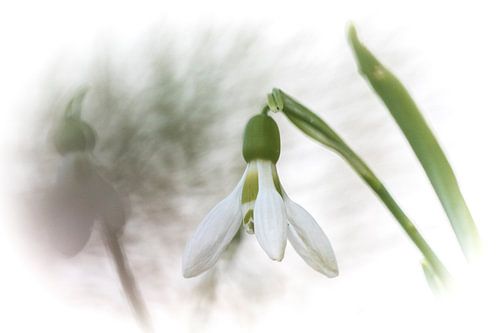 Perce-neige