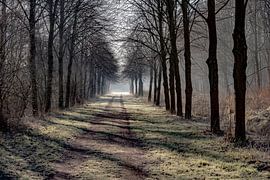 Een vroege ochtend in de Biesbosch van Willem Woudenberg / Photobywim