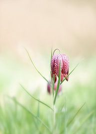 Kievitsbloem von Marijke de Haze