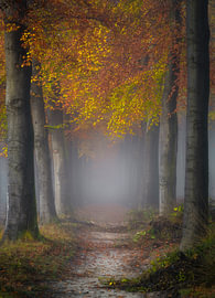Mastwald