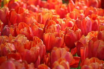 Kleurrijke tulpen in de Keukenhof! van Gerda de Voogd