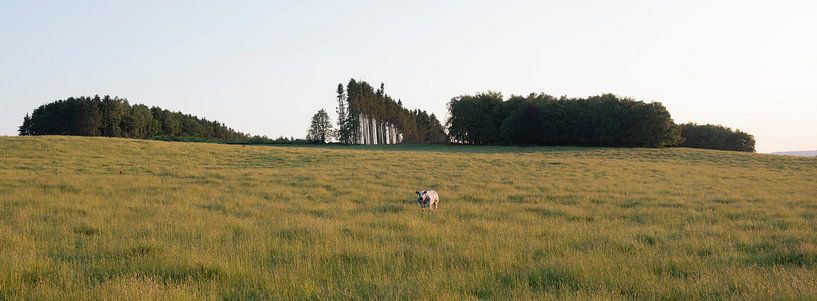 Kuh in Abendlandschaft mit Silhouette von dunklen Kiefern in den belgischen Ardennen von anton havelaar
