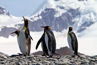 Koningspinguïns South Georgia van Angelika Stern thumbnail