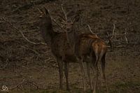 Hirsche (Hinterteile)