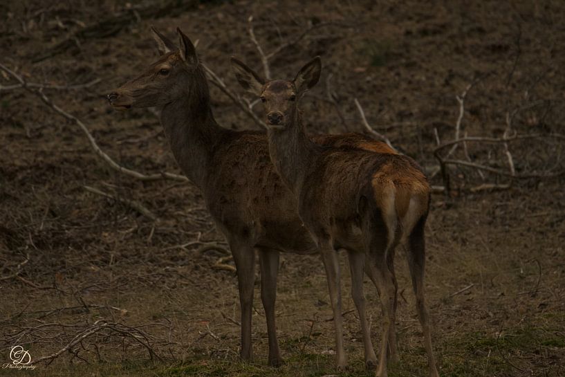Hirsche (Hinterteile) von cd_photography