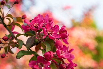 Roze bloesem in de lente
