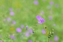 Prairie fleurie sur Christina Neuhaus-Petrosino