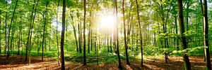 Wald mit Sonne