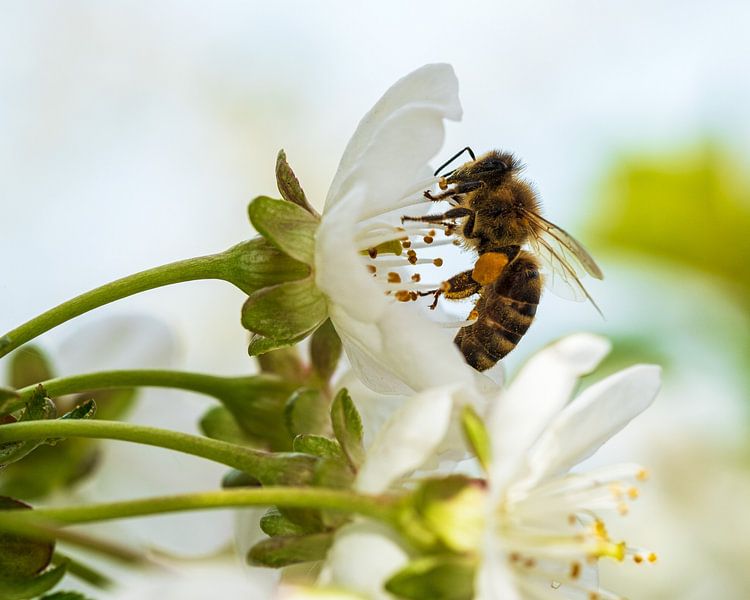 Biene in einer Apfelblüte von Flatfield