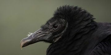 Roofvogel van Maurice Cobben