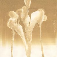 The three Graces