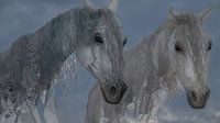 Windpferd 4