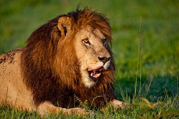 Lion Male by Peter Michel