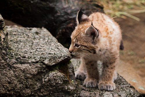 heel klein lynx poesje komt. om de avonturen van een dappere kleine baby te ontmoeten.