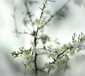 Printemps et de fleur