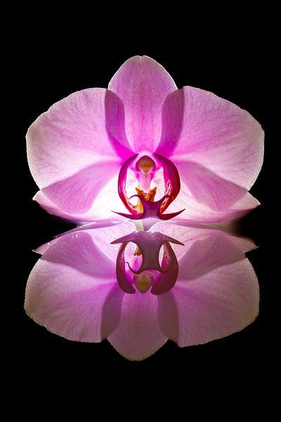Orchid by Roland Brack