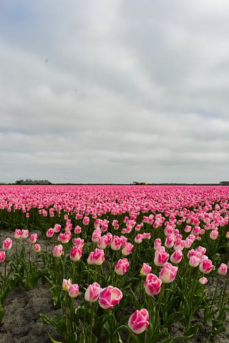 Tulipes