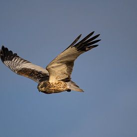 bruine kiekendief van Jelle Mijnster