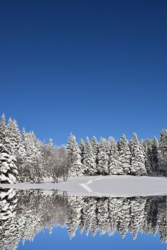 Eerste sneeuw op het bos van Claude Laprise