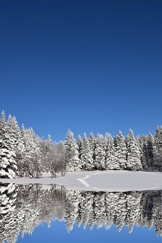 Eerste sneeuw op het bos