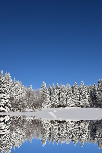 First snow on the forest by Claude Laprise