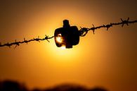 Barb wire, Schrikkeldraad, zonsondergang. van Frank Slaghuis thumbnail