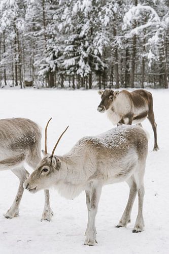 Reindeer in the snow in Finnish Lapland in winter