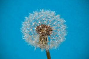 Paardenbloem