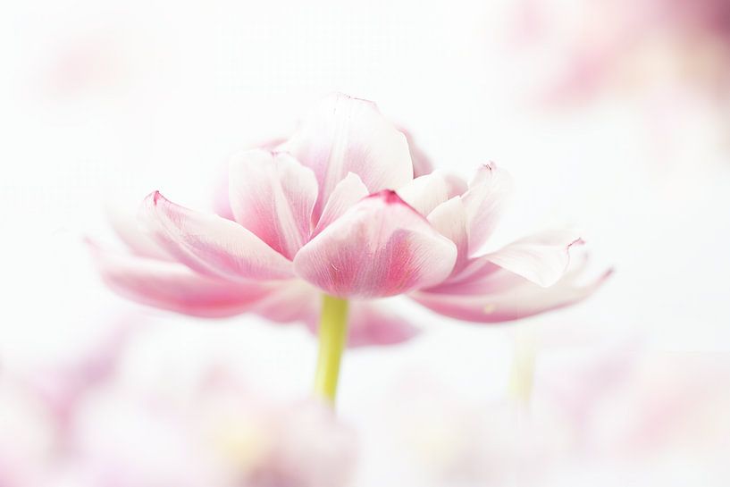 Spring tulip by natascha verbij