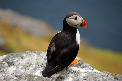 Papegaaiduikers op het eiland Skellig Michael in Ierland