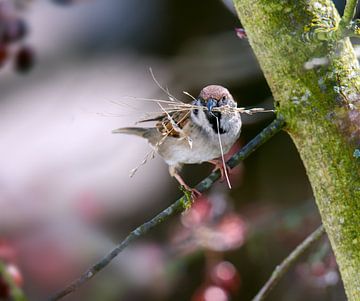 A sparrow sits on a branch by ManfredFotos