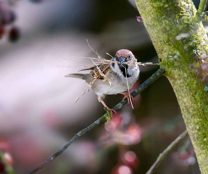 Ein Spatz sitzt auf einem Ast von ManfredFotos