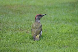 Green woodpecker by Sabine Bouwmeester