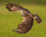 Buzzard in flight by Erik Veldkamp thumbnail