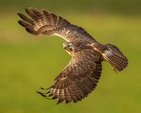 Buzzard in flight
