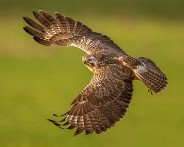 Buizerd in de vlucht van Erik Veldkamp