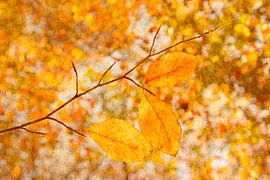 Autumn colours 1: picturesque by Jaap Tanis