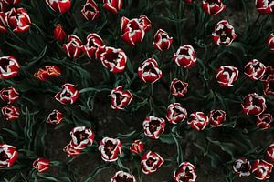 Niederländisches Tulpenfeld von oben | Keukenhof, Lisse