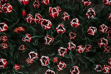 Hollands tulpenveld vanaf boven | Keukenhof, Lisse van Trix Leeflang