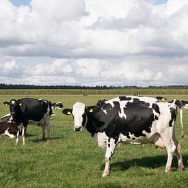 Vaches et nuages sur Carola van Rooy