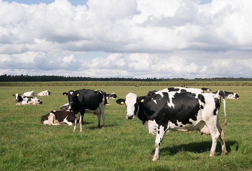 Schwarz-weiße Holsteiner Kühe von Carola van Rooy